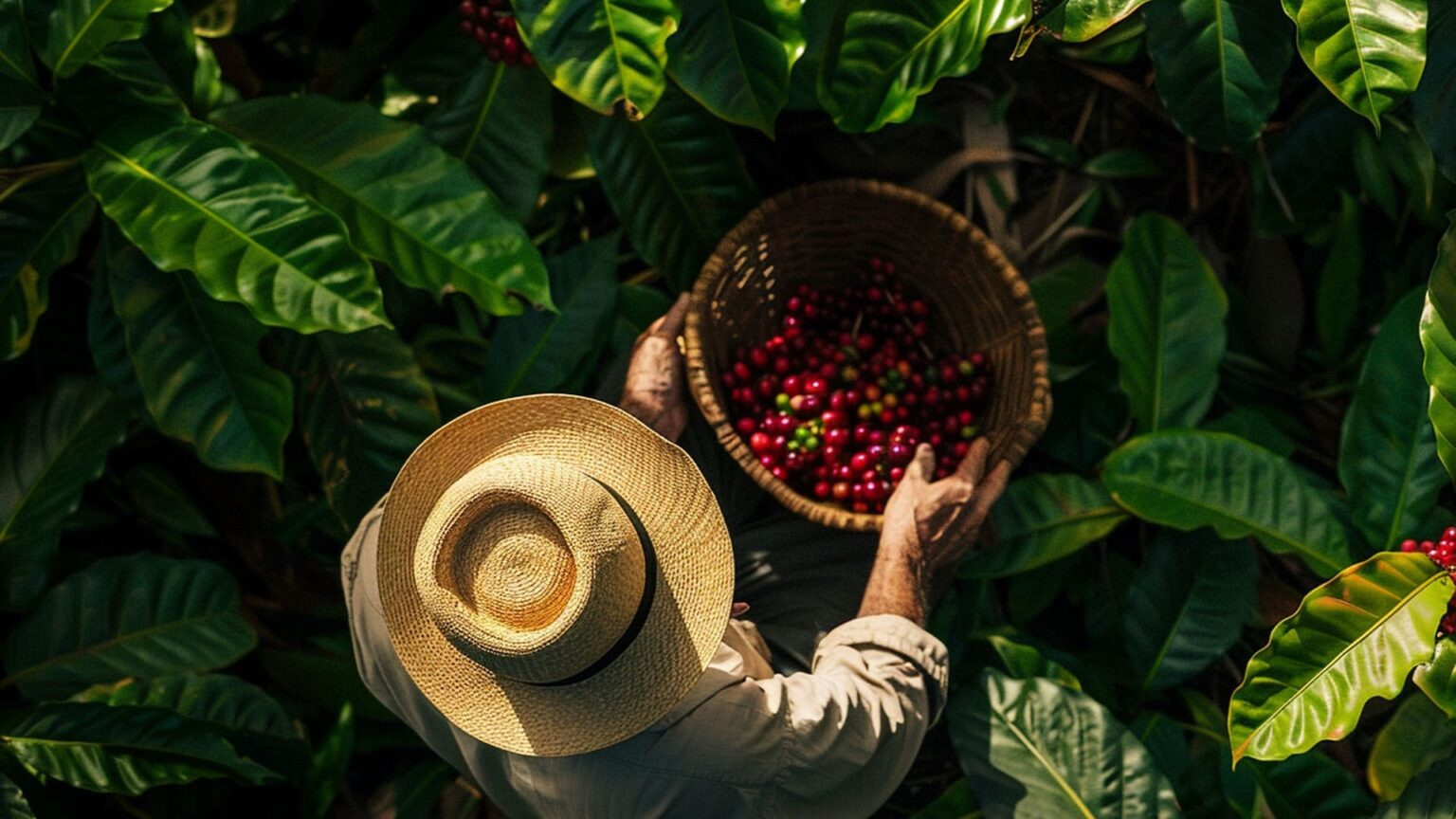 Welcome To Kanchi Filter Coffee